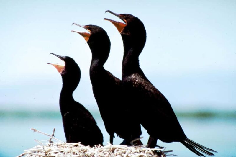 From Brockville: 1000 Islands 2.5-Hour Singer Castle Cruise - Nature and Cultural Lore Along the Islands