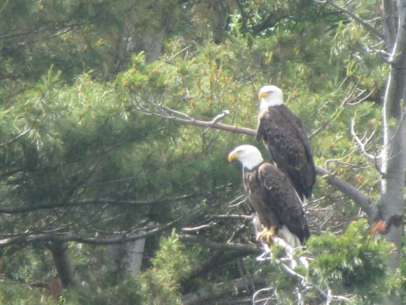 From Brockville: 1000 Islands 2.5-Hour Singer Castle Cruise - Frequently Asked Questions