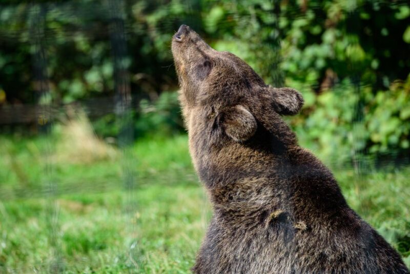 From Bucharest: Bear Sanctuary and Dracula Castle Day Tour - From Bucharest to Transylvania: Starting the Adventure