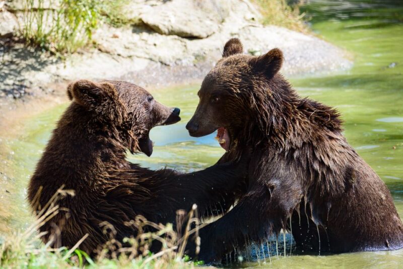 From Bucharest: Bear Sanctuary and Dracula Castle Day Tour - Logistics and Group Experience