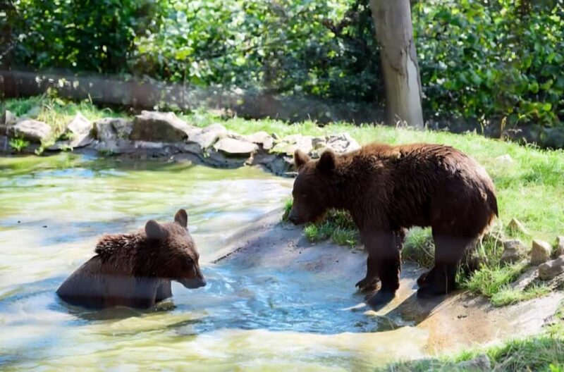From Bucharest: Bears Sanctuary&Rasnov Fortress Private tour - Cultural and Historical Context of Rasnov Fortress