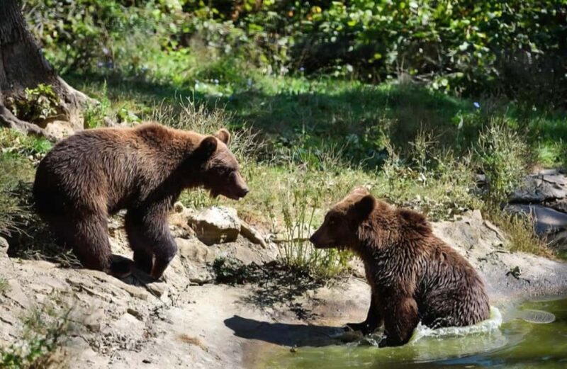 From Bucharest: Bears Sanctuary&Rasnov Fortress Private tour - Practical Details: Booking, Cancellation, and Additional Info