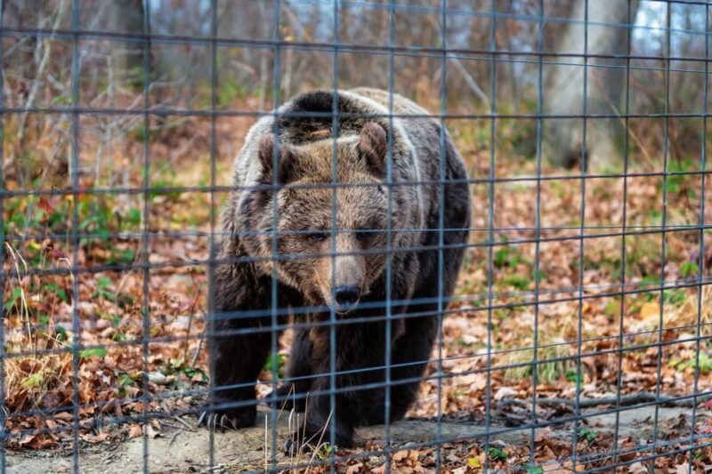 From Bucharest: Dracula's Castle & Bear Sanctuary Adventure - Comparing This Tour to Other Options