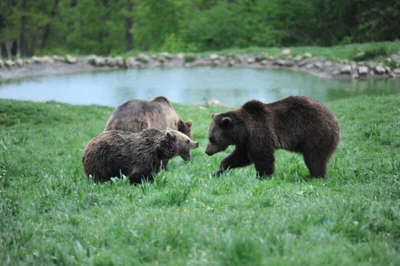 From Bucharest: Libearty Bear Sanctuary and Dracula's Castle - Practical Details and Group Experience