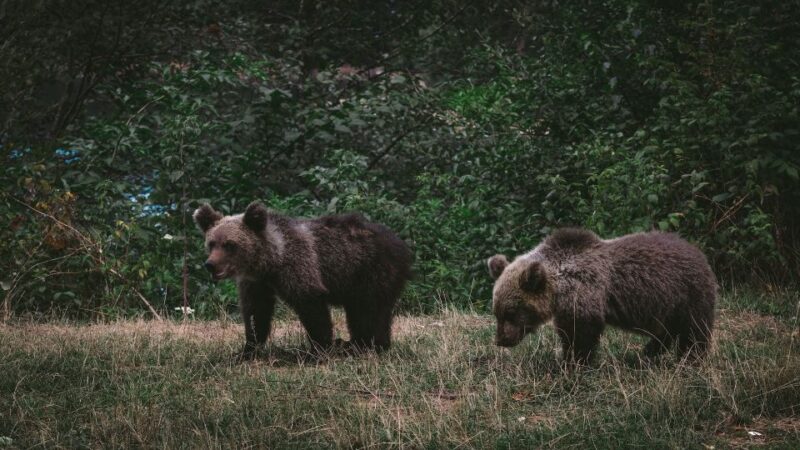 From Bucharest: Libearty Bear Sanctuary and Dracula's Castle - Price and Overall Value