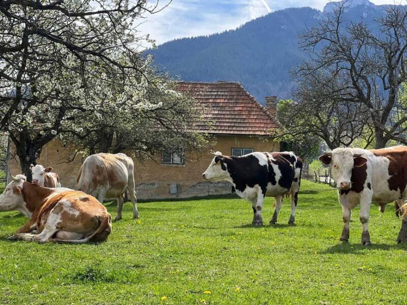 From Bucharest: Off-Road Tour in the Carpathian Mountains - The Relaxing Return to the City