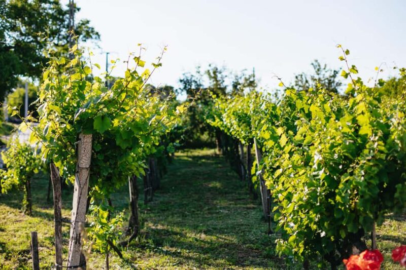 From Budapest: Half-Day Countryside Wine Tour with Meal - Logistics and Group Size