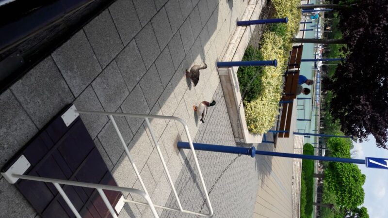 From Budapest: Lake Balaton Tour - The Transportation and Group Size