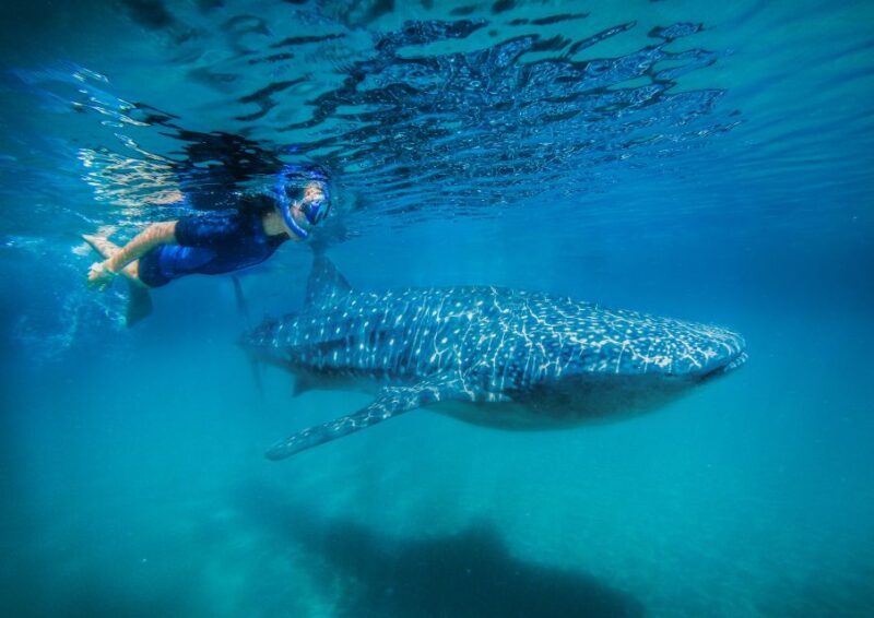 From Cabo: Snorkel with Whale Sharks in La Paz - Explore the Unique Adventure of Snorkeling with Whale Sharks in La Paz
