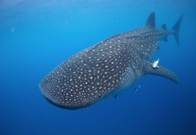 From Cabo: Snorkel with Whale Sharks in La Paz - Snorkeling in the Sea of Cortés: Searching for Whale Sharks