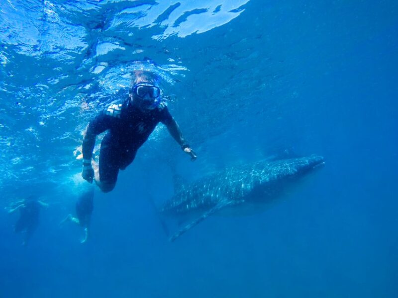 From Cabo: Snorkel with Whale Sharks in La Paz - The Limited Water Time and Weather Considerations