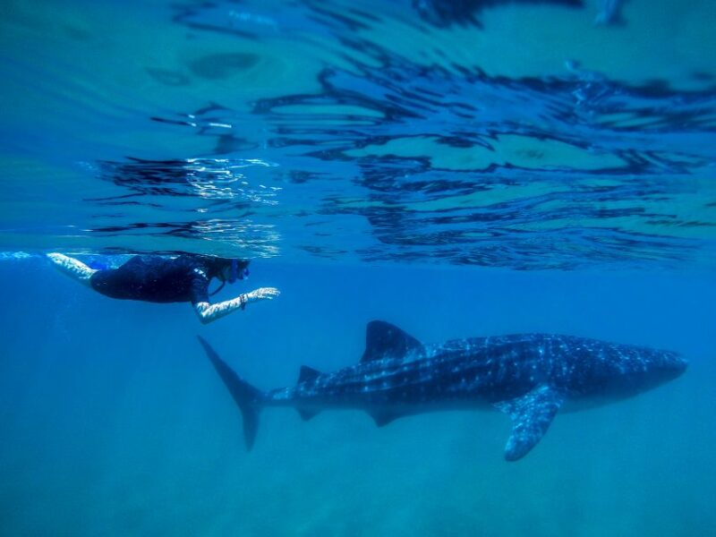 From Cabo: Snorkel with Whale Sharks in La Paz - The Experience of Hotel California and Free Time in La Paz
