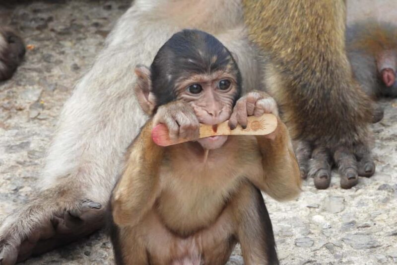 From Cadiz Bay: Gibraltar Day Trip with Rock Tour - Key Points