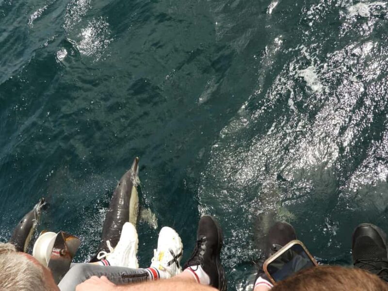 From Cádiz Bay: Tarifa Dolphin Watching Tour - Comparing This Tour to Similar Experiences