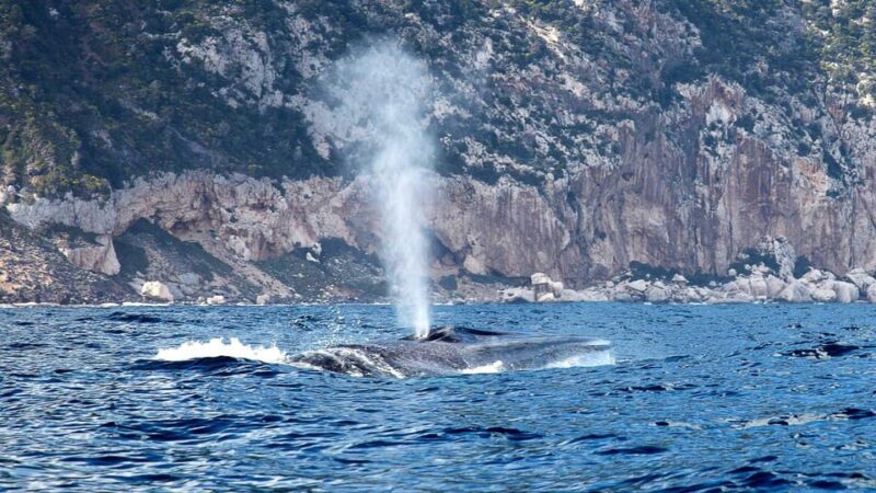From Cala Gonone: naturalistic excursion on a RIB - Discover Sardinia’s Coastal Wildlife with a RIB Excursion from Cala Gonone