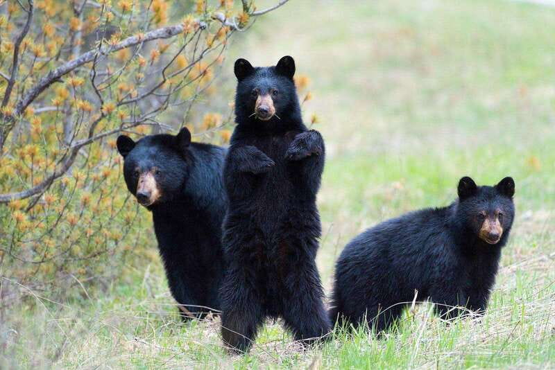From Calgary: Banff, Moraine Lake and Lake Louise Tour - Key Points