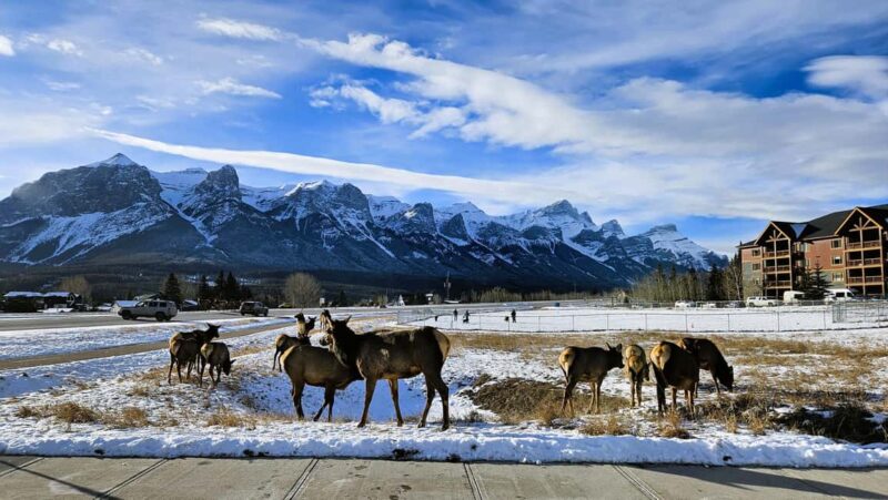From Calgary to Banff: Day Trip with Wolfdog Sanctuary Visit - Exploring Downtown Banff and the Historic Hotel