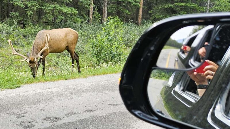 From Calgary to Banff: Day Trip with Wolfdog Sanctuary Visit - Bow Falls and Last Scenic Stop