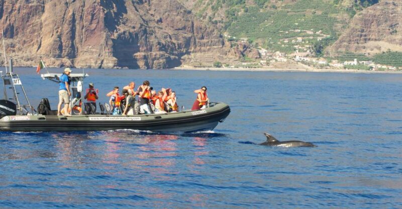 From Calheta: Madeira Whale and Dolphin Watching Boat Tour - Key Points