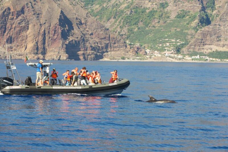 From Calheta: Madeira Whale and Dolphin Watching Boat Tour - Madeira Whale and Dolphin Watching Boat Tour Highlights