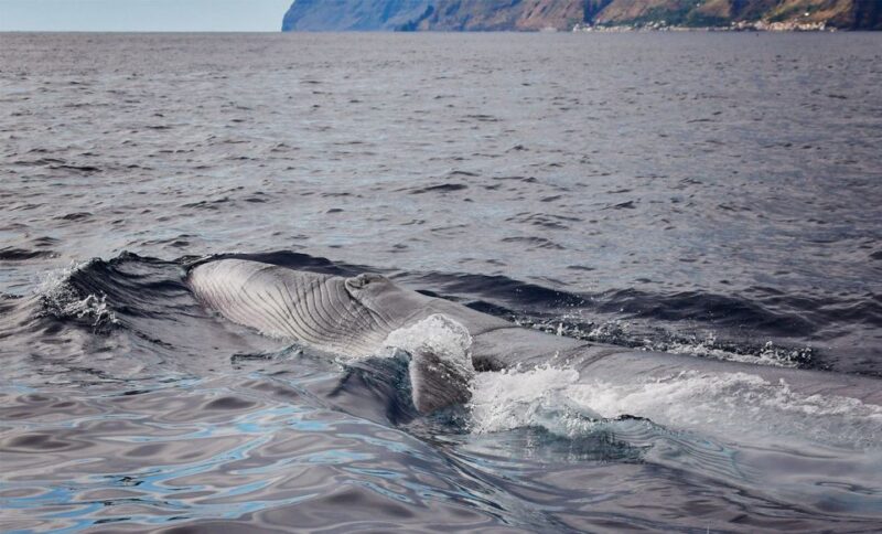 From Calheta: Madeira Whale and Dolphin Watching Boat Tour - The Marine Wildlife Encounters You Can Expect