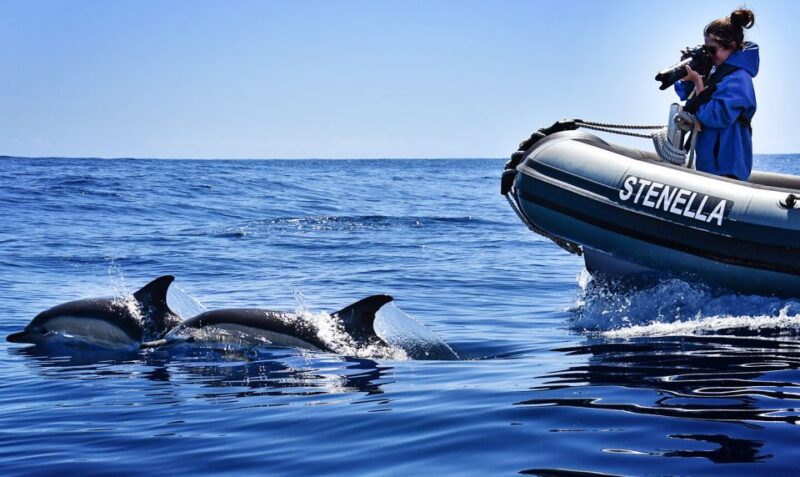 From Calheta: Madeira Whale and Dolphin Watching Boat Tour - Timing, Pacing, and Weather Considerations