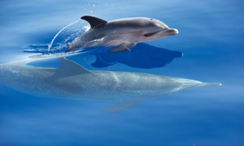 From Calheta: Madeira Whale and Dolphin Watching Boat Tour - Booking Flexibility and Cancellation Policy