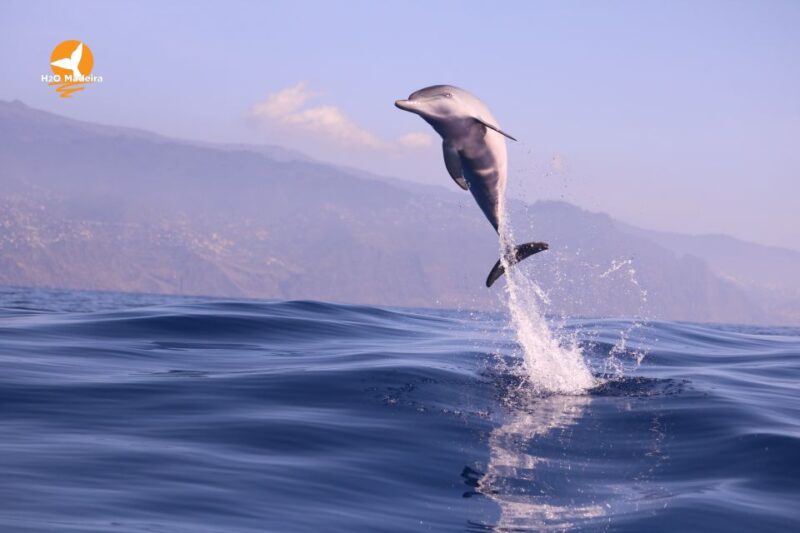 From Calheta: Whale and Dolphin Watching RIB Boat Tour - Best Locations and Marine Sightings on the Trip