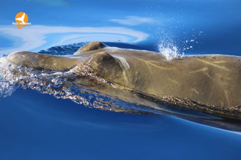 From Calheta: Whale and Dolphin Watching RIB Boat Tour - Views of Madeira Island from the Boat