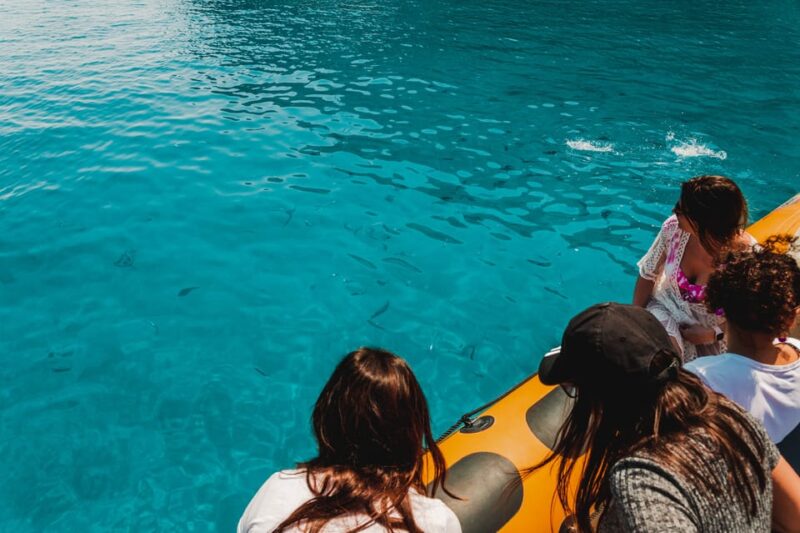 From Can Picafort: Dolphin Watching and Cave Boat Trip - Watching Dolphins in their Natural Habitat