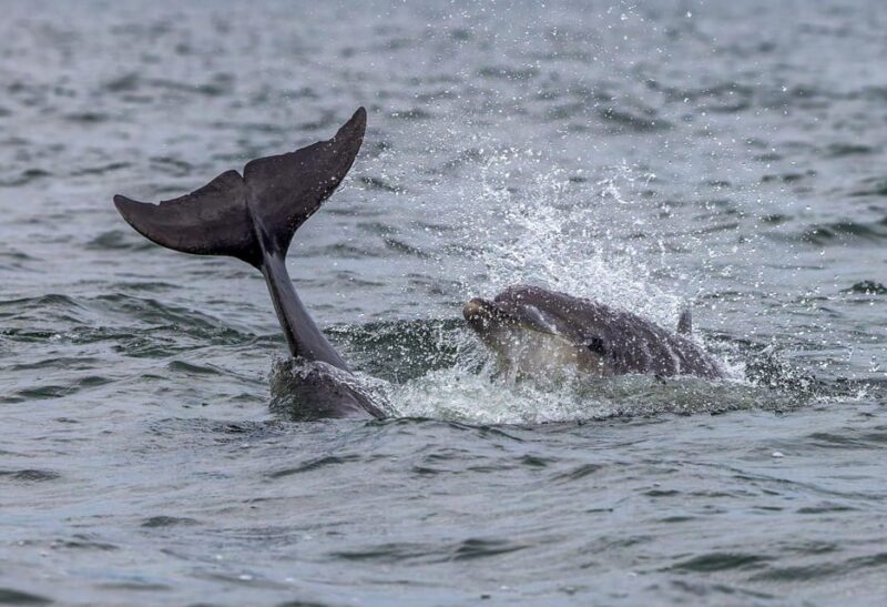 From Can Picafort: Dolphin Watching and Cave Boat Trip - Exploring Sea Caves and Rocky Formations