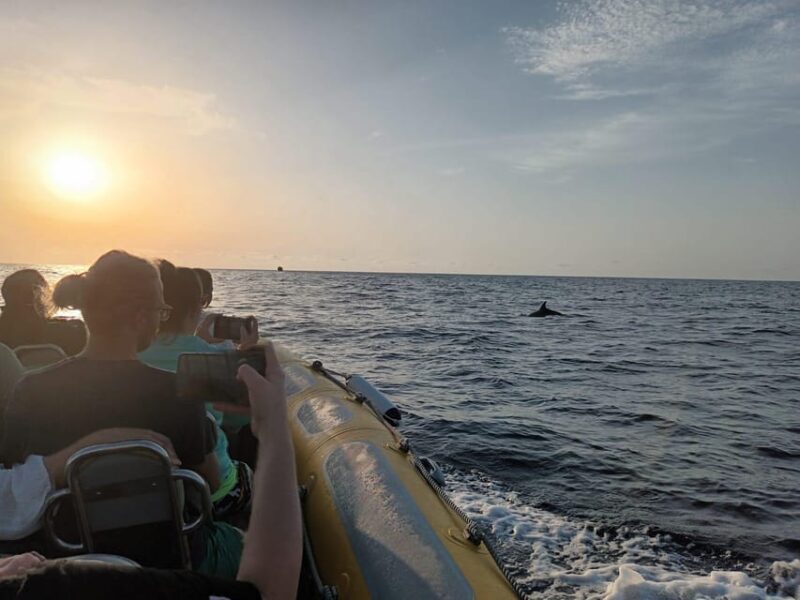 From Can Picafort: Dolphin Watching and Cave Boat Trip - Practical Tips for a Comfortable Trip