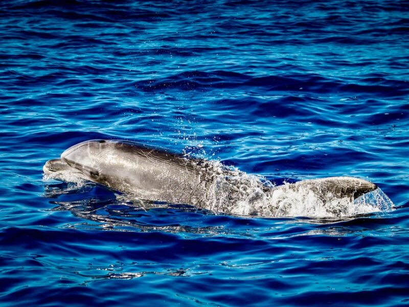 From Can Picafort: Dolphin Watching and Cave Boat Trip - The Scenic Beauty of Mallorca’s Northern Coast
