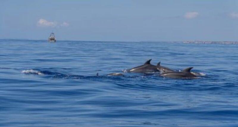 From Can Picafort: Dolphin Watching and Cave Boat Trip - The Value of the Dolphin Watching and Cave Boat Trip