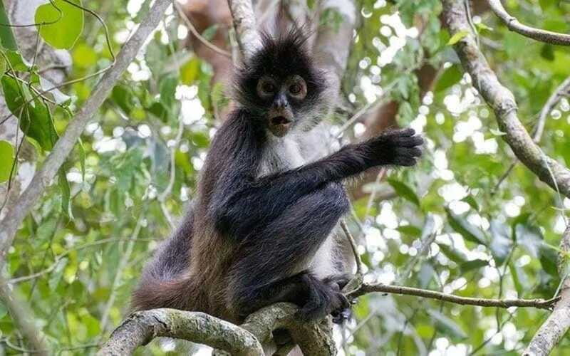 From Cancun: Coba Ruins and Punta Laguna Day Trip - Why This Tour Offers Great Value