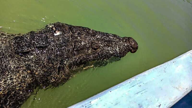 From Cancún: Rio Lagartos & Las Coloradas Day Trip & Lunch - Transportation and Group Dynamics