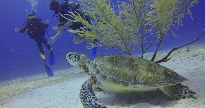 From Cancun: Shipwreck Dives Experience in Puerto Morelos - Logistics: Meeting, Transport, and Equipment