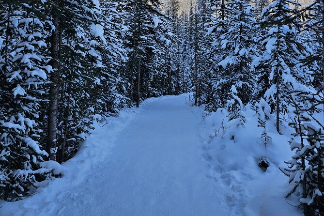 From Canmore/Banff: Columbia Icefield Skywalk Peyto Private Tour - Crowfoot Glacier and Herbert Lake