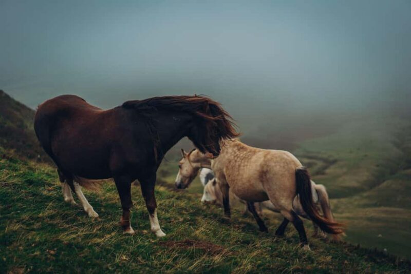 From Cardiff: Brecon Beacons, Hay-on-Wye, Medieval Heritage - The Scenic Drive through the Black Mountains and Gospel Pass