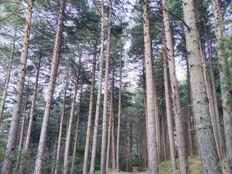 From Catania: Guided Hike on Etna, wines and nibbles - Key Points