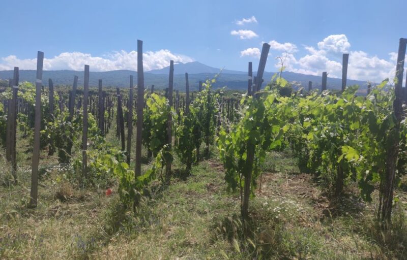 From Catania: Guided Hike on Etna, wines and nibbles - Exploring Mount Etnas Volcanic Landscapes