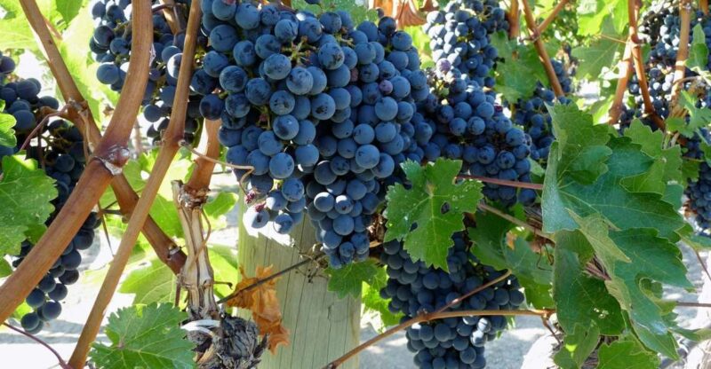 From Catania: Mount Etna Half-Day Tour and Wine Experience - From the Volcano to the Vineyards of Zafferana Etnea