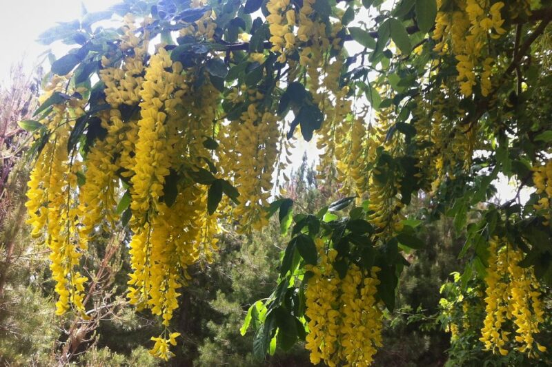 From Catania: Mount Etna Half-Day Tour and Wine Experience - Pricing and Booking Flexibility