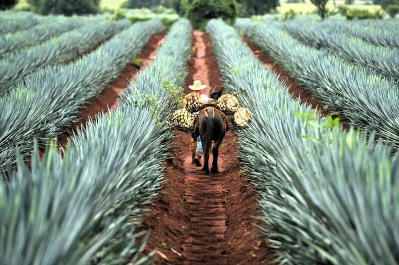 FROM CDMX: Queretaro, Guanajuato, San Luis Potosi, Zacatecas, Guadalajara - From Querétaro’s Historic Center to San Miguel de Allende