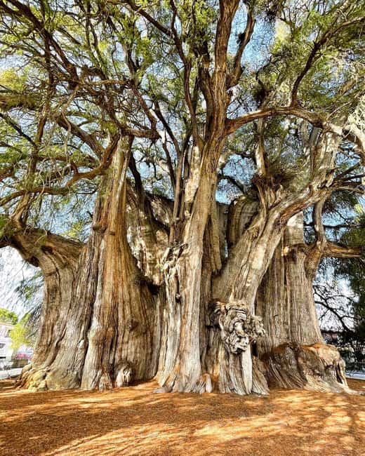 FROM CDMX: Queretaro, Guanajuato, San Luis Potosi, Zacatecas, Guadalajara - Tehuantepec, Sumidero Canyon, and Chiapas Highlights