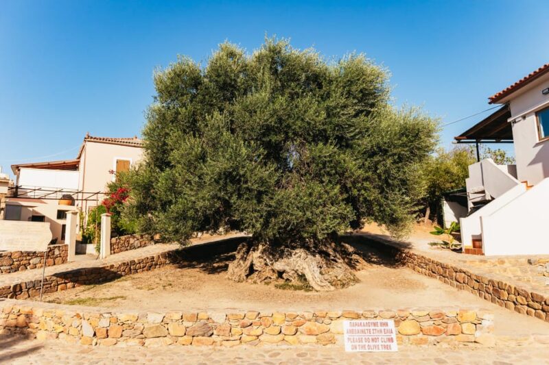 From Chania: Elafonisi and Falasarna Guided Tour with Snacks - Discovering the Beaches of Crete: Elafonisi and Falasarna