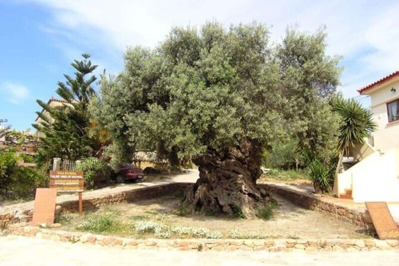 From Chania: Olive Oil, Wine, Cheese & Honey Tasting Tour - Exploring the Olive Mill and Honey Factory