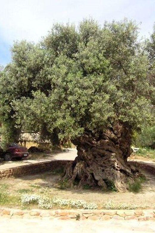 From Chania: Olive Oil, Wine, Cheese & Honey Tasting Tour - Sampling Cretan Delicacies