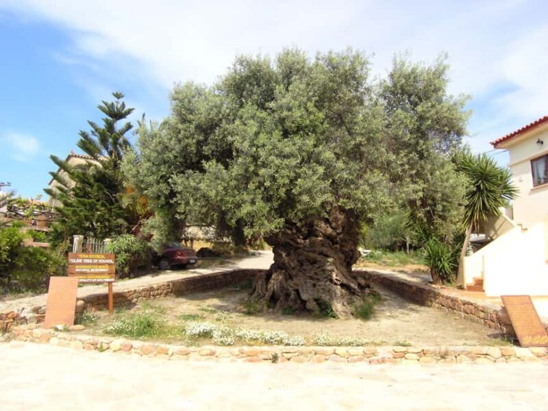 From Chania: Olive Tree, Bakery, & Winery Tour with Tasting - Starting Point and Transport in Chania