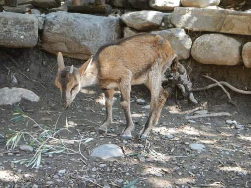 From Chania/Rethymno: Samaria Gorge Easy Way - Who Will Appreciate This Tour?